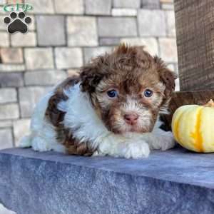 Ginger, Havanese Puppy