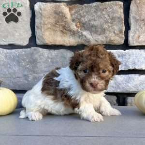 Ginger, Havanese Puppy