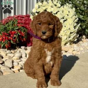 Linus, Goldendoodle Puppy
