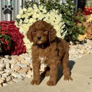 Linus, Goldendoodle Puppy
