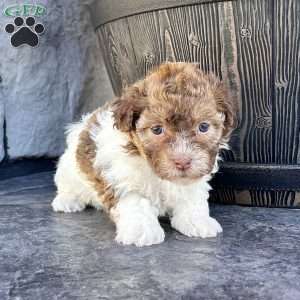 Ginger, Havanese Puppy