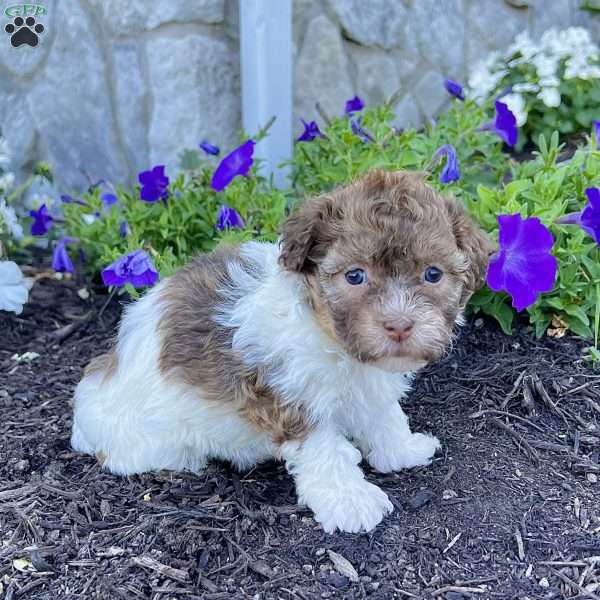 Ginger, Havanese Puppy