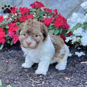 Ginger, Havanese Puppy