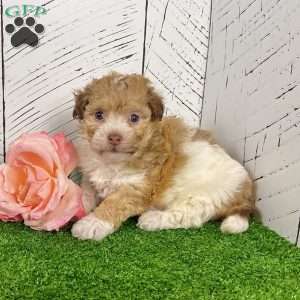 Goldy, Havanese Puppy