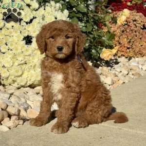 Leonard, Goldendoodle Puppy