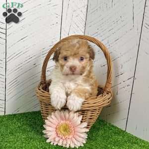 Goldy, Havanese Puppy
