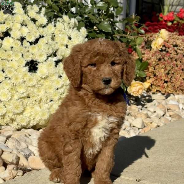Leonard, Goldendoodle Puppy
