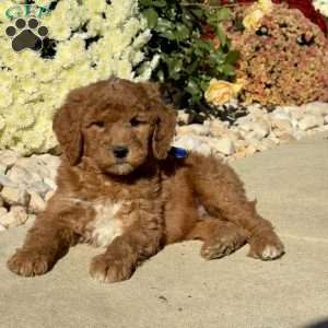 Leonard, Goldendoodle Puppy