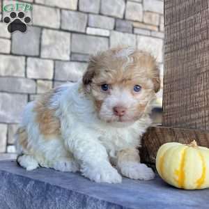 Goldy, Havanese Puppy