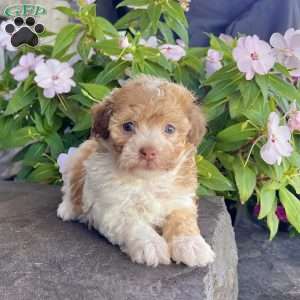 Goldy, Havanese Puppy
