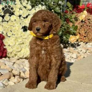 Leroy, Goldendoodle Puppy