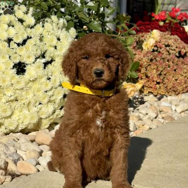 Leroy, Goldendoodle Puppy