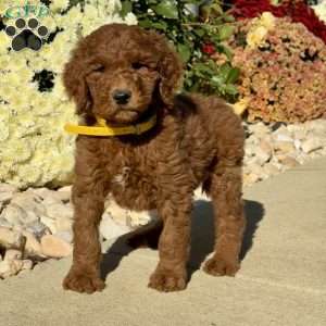 Leroy, Goldendoodle Puppy