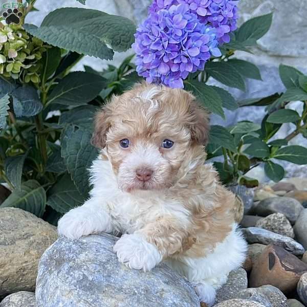 Goldy, Havanese Puppy