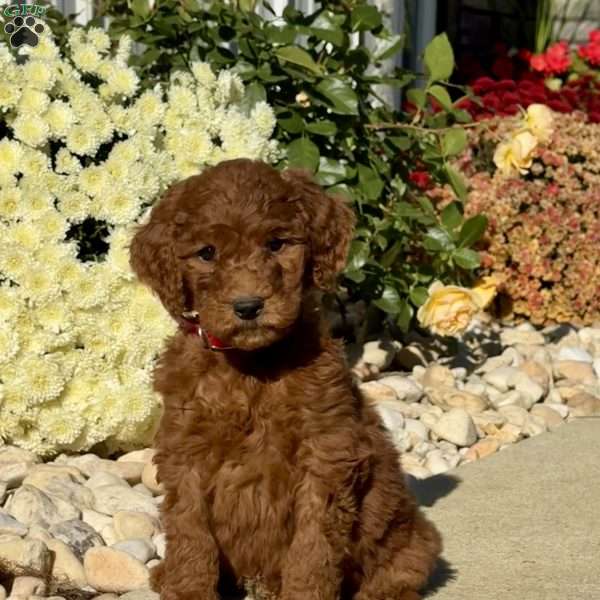 Lance, Goldendoodle Puppy