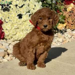 Lance, Goldendoodle Puppy