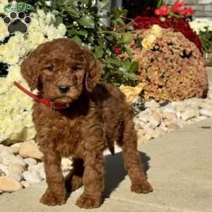 Lance, Goldendoodle Puppy