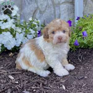 Goldy, Havanese Puppy