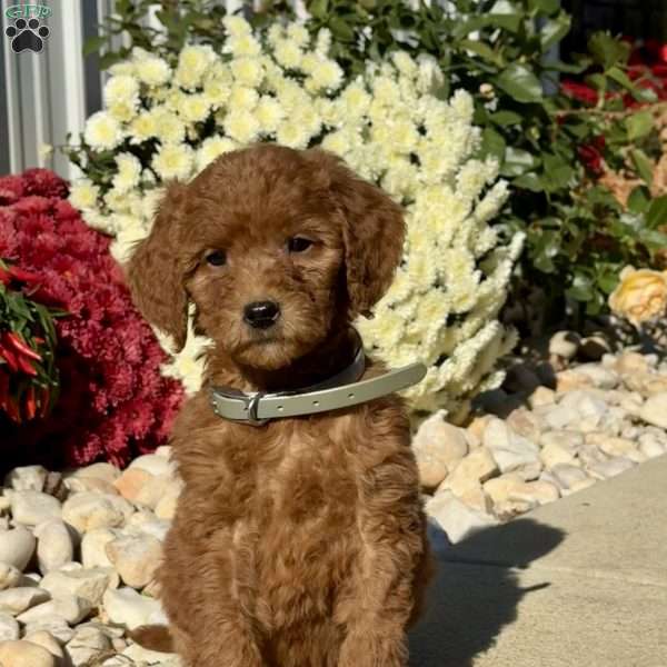 Lucy, Goldendoodle Puppy