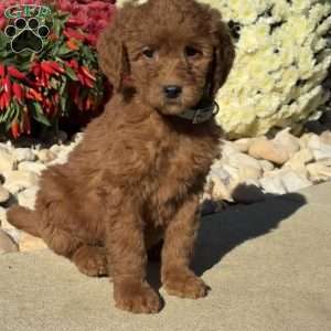 Lucy, Goldendoodle Puppy