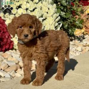Lucy, Goldendoodle Puppy