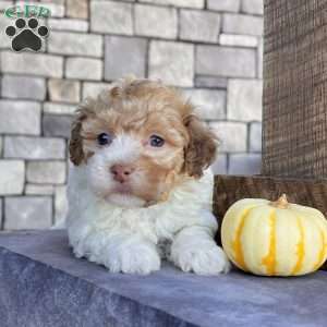 Gem, Havanese Puppy