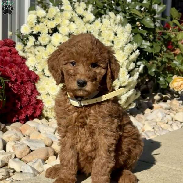 Lilly, Goldendoodle Puppy