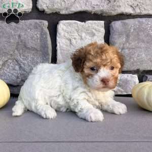 Gem, Havanese Puppy