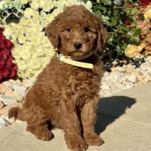 Lilly, Goldendoodle Puppy