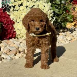 Lilly, Goldendoodle Puppy