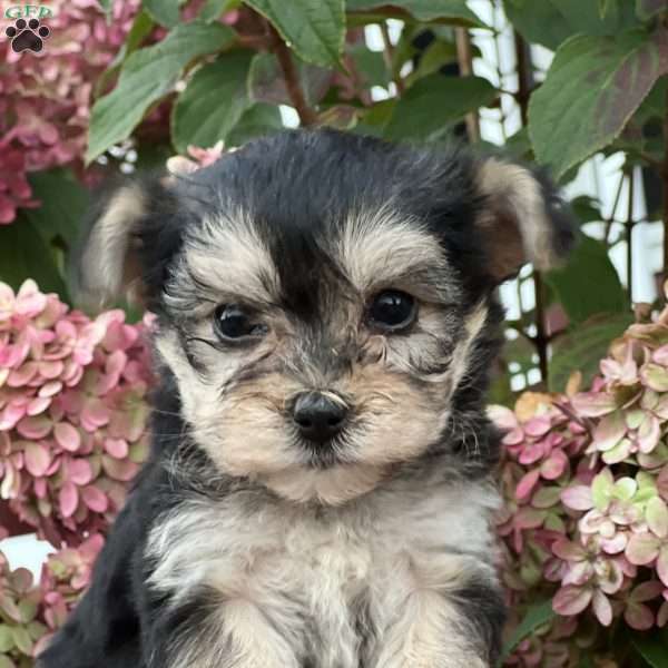 Leah, Morkie / Yorktese Puppy