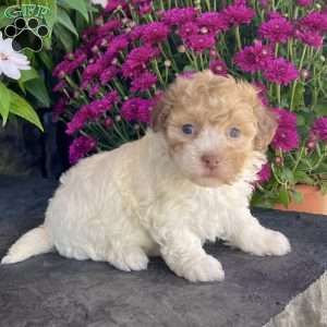 Gem, Havanese Puppy