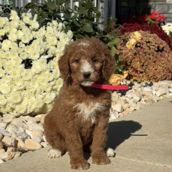 Lexi, Goldendoodle Puppy