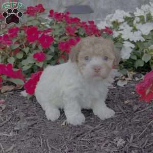 Gem, Havanese Puppy