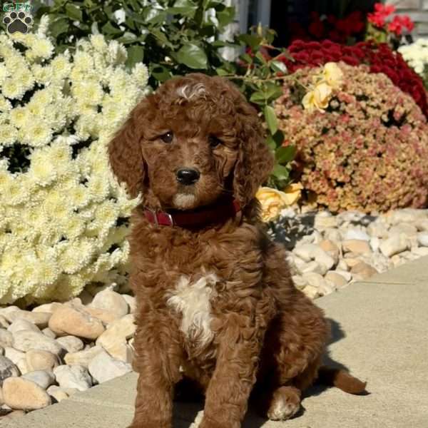 Lady, Goldendoodle Puppy