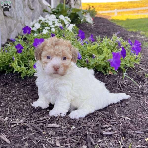 Gem, Havanese Puppy