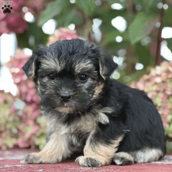 Lauren, Morkie / Yorktese Puppy