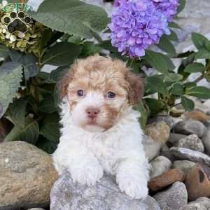 Gem, Havanese Puppy