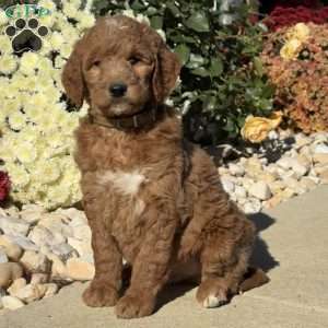 Lester, Goldendoodle Puppy