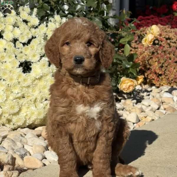 Lester, Goldendoodle Puppy