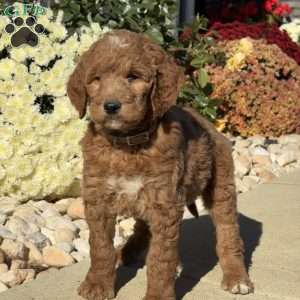 Lester, Goldendoodle Puppy
