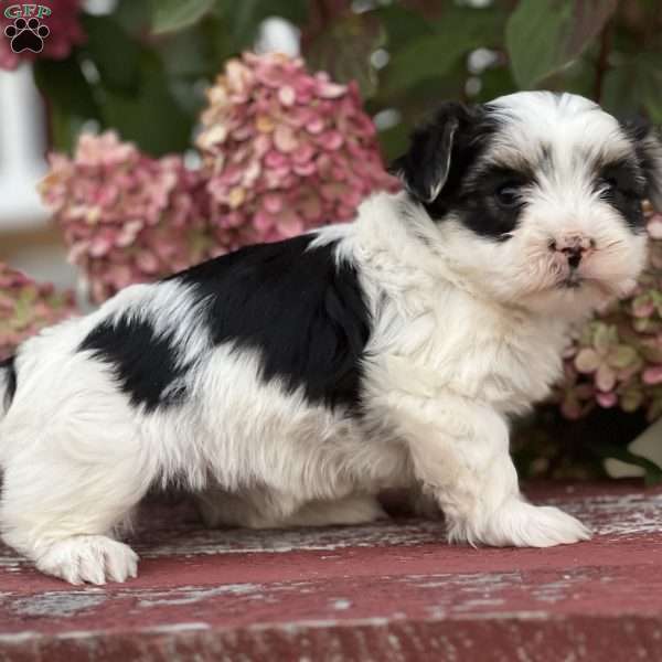 Lizzie, Morkie / Yorktese Puppy