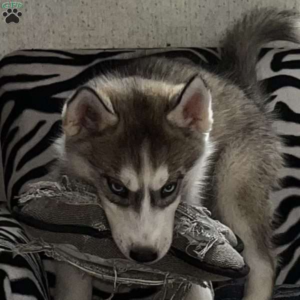 Shadow, Siberian Husky Puppy