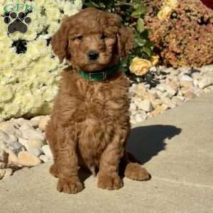 Leo, Goldendoodle Puppy