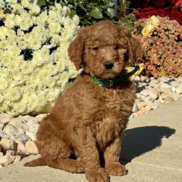 Leo, Goldendoodle Puppy