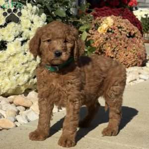 Leo, Goldendoodle Puppy