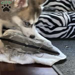 Shadow, Siberian Husky Puppy