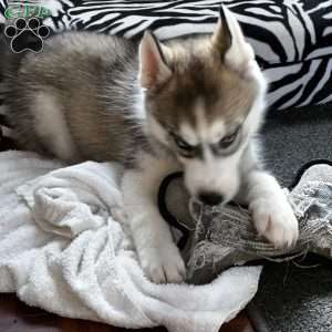 Shadow, Siberian Husky Puppy