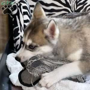 Shadow, Siberian Husky Puppy