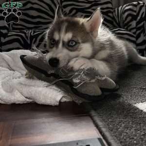Shadow, Siberian Husky Puppy